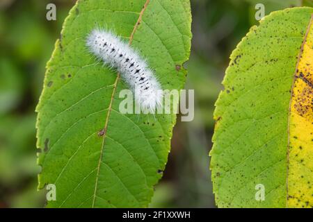 Hickory Tussock Moth Caterpillar en été Banque D'Images