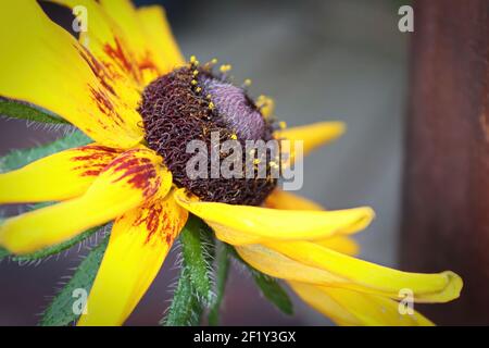Vue latérale sur une fleur de Rudbeckia Banque D'Images