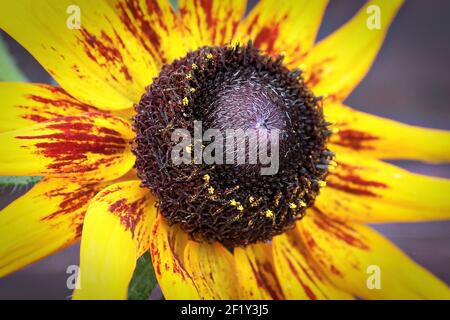 Gros plan des fleurs de susan aux yeux noirs en fleur Banque D'Images