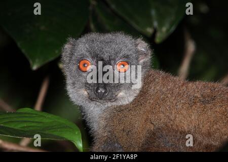 Lemur brun à fronces blanches (albifrons d'Eulemur), Nosy Mangabe, Madagascar Banque D'Images