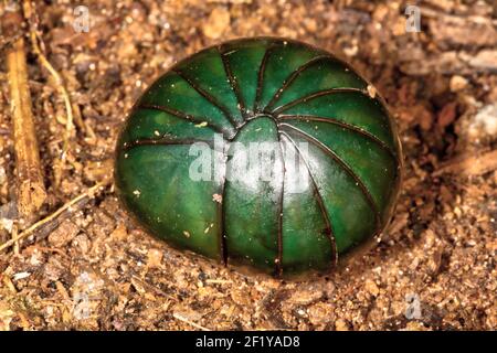 Comprimé vert géant mille-pattes ( Zoosphaerium neptunus), Parc national Parc Mantadia- Andasibe, Madagascar Banque D'Images