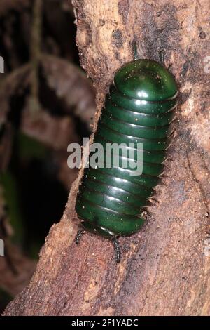 Comprimé vert géant mille-pattes ( Zoosphaerium neptunus), Parc national Parc Mantadia- Andasibe, Madagascar Banque D'Images