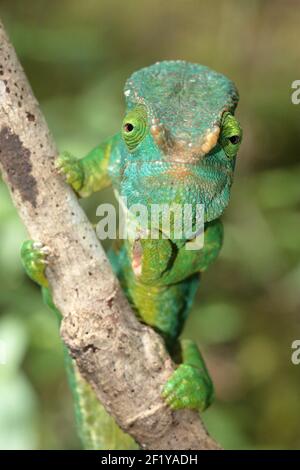 Le caméléon masculin de Parson (Calumma parsonii parsonii), Parc national d'Andasibe-Mantadia, Madagascar Banque D'Images