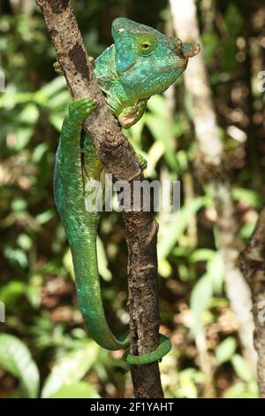 Le caméléon masculin de Parson (Calumma parsonii parsonii), Parc national d'Andasibe-Mantadia, Madagascar Banque D'Images