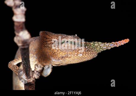 Chameleon à nez de lance (Calumma gallus), Parc national d'Andasibe-Mantadia, Madagascar Banque D'Images