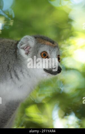 Mâle couronné Lemur (Eulemur coronatus) Parc national d'Ankarana, Madagascar Banque D'Images