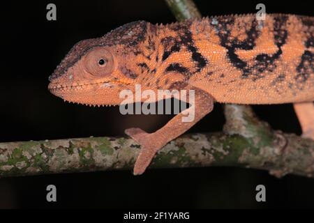 Femme Panther Chameleon (Furcifer pardalis), Lokobe nature Special Preserve, Nosy Be, Madagascar Banque D'Images