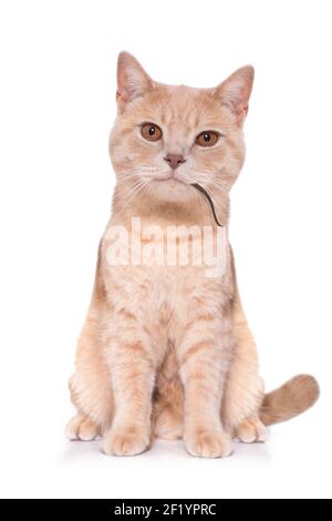 Chat affamé avec la souris dans la bouche Banque D'Images