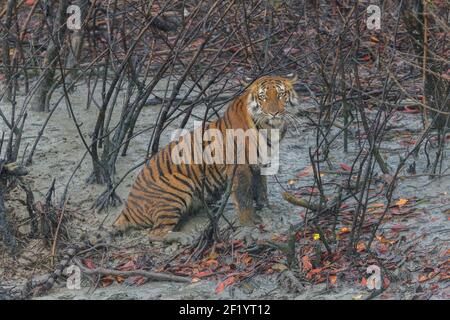 Jeune femme tigre du Bengale assise sur le vacarbe trempé dans la boue et regardant sale à Sundarban Tiger Reserve, Bengale-Occidental, Inde Banque D'Images