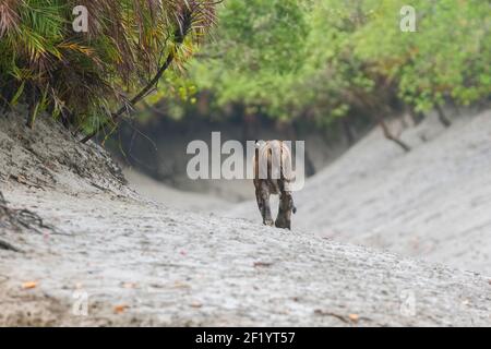 Tigre du Bengale adulte marchant vers la forêt sur le méplat à marée basse pendant la saison de la mousson à la réserve de tigres de Sundarban, Bengale occidental, Inde Banque D'Images