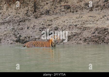 Jeune femme tigre du Bengale se mordu et barbote dans l'eau de la rivière près du méplat à la réserve de tigre de Sundarban, Bengale occidental, Inde Banque D'Images