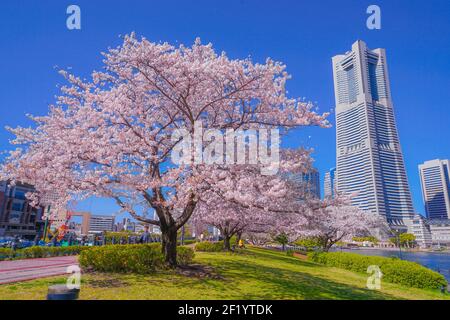 Sakura et Yokohama Minato Mirai toits de pleine fleur Banque D'Images