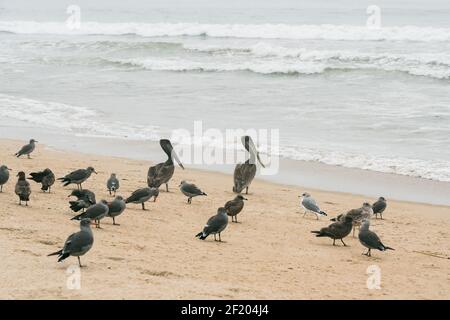 Mouettes et pélicans bruns sur la plage. Côte Pacifique, Californie Banque D'Images