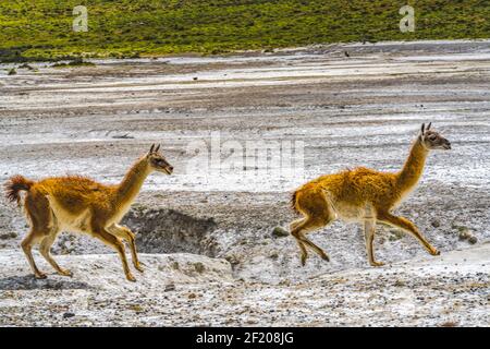 Guanacos Lamas sauvages courant Atacama Salar Salt Flats Torres del Parc national Paine Patagonia Chili Banque D'Images