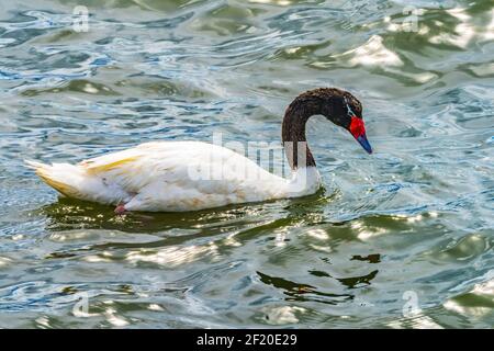 Cygne à col noir nageant Punta Natales Chili. Cygnus melancoryphus est la plus grande sauvagine d'Amérique du Sud Banque D'Images