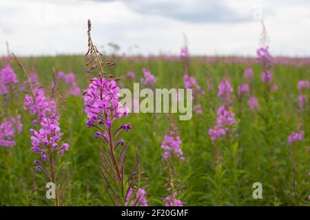 Chamaenerion angustifolium appelé Epilobium angustifolium est une plante vivace de la famille des Onagraceae de Chypre. Fleur de thé Ivan dans la prairie, horizon Banque D'Images