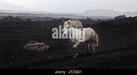 Cheval islandais à course libre (Equus ferus cabalus) dans un paysage de lave noire, Landmannaleid, Islande Banque D'Images