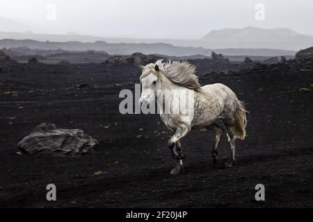 Cheval islandais à course libre (Equus ferus cabalus) dans un paysage de lave noire, Landmannaleid, Islande Banque D'Images