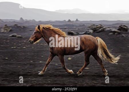 Cheval islandais à course libre (Equus ferus cabalus) dans un paysage de lave noire, Landmannaleid, Islande Banque D'Images