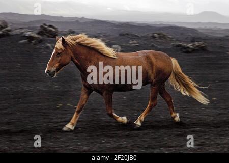 Cheval islandais à course libre (Equus ferus cabalus) dans un paysage de lave noire, Landmannaleid, Islande Banque D'Images
