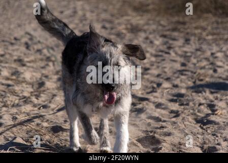 Jeune chien de race roumaine - Ciobanesc Romanesc Carpatin crossrace Banque D'Images