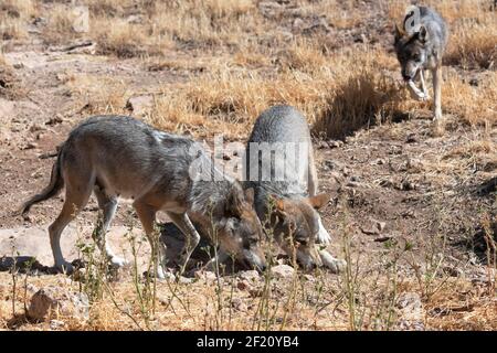 Pack de loups eurasiens (Canis lupus lupus) également connu sous le nom de loups européens, Andalousie, Espagne Banque D'Images
