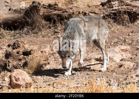 Loup eurasien (Canis lupus lupus) également connu sous le nom de loup européen, Andalousie, Espagne Banque D'Images