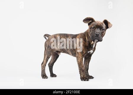 Vue latérale d'un jeune chiot américain de stanford debout à l'appareil photo Banque D'Images