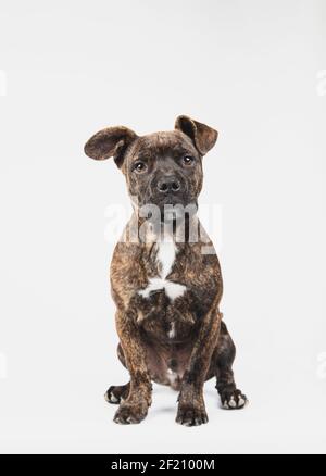 Portrait d'un chiot américain de Stanford âgé de 3 mois, isolé sur fond blanc. Banque D'Images