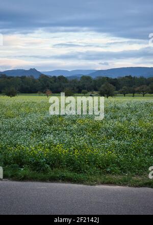 Champ de fleurs à côté d'une route avec des montagnes en arrière-plan lors d'une chaude soirée d'automne à Baden Baden, Allemagne. Banque D'Images