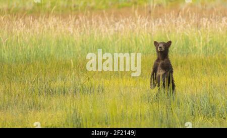 Le jeune ourson grizzli est debout dans la grande herbe à l'aspect Pour sa mère Banque D'Images
