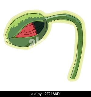 Fleur de pavot, bouton, croquis et imitation aquarelle. Illustration de Vecteur