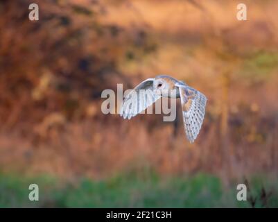 OWL de la grange en combat Banque D'Images