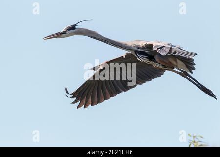 Grand héron bleu, herodias Ardea, vol adulte unique, Everglades, Floride, ÉTATS-UNIS Banque D'Images