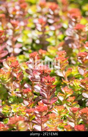 Evergreen vivace, Sedum sau «sang de dragons». Sedum 'sorbuser Blut'. crimson stonecrop 'sorbuser Blut'. Sedum sjinium 'sorbuser Blut' Banque D'Images