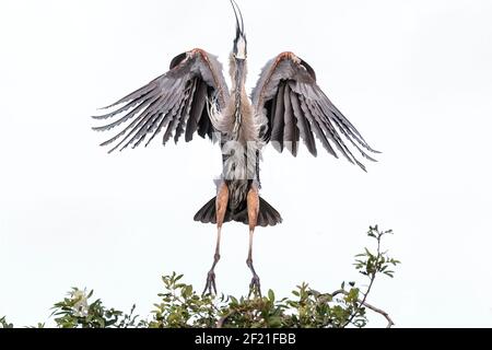 Grand héron bleu, Ardea herodias, adulte unique débarquant sur nid, Everglades, Floride, États-Unis Banque D'Images