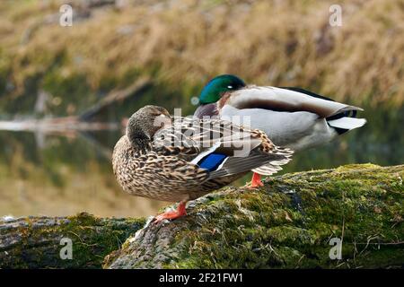 Canards colverts Anas platyrhynchos dormant dans la même position. Associez canard et drake avec des têtes en plumes. Portrait, gros plan. Trencin, Slovaquie Banque D'Images