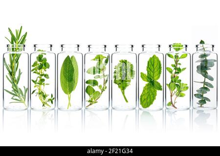 Bouteille d'huile essentielle avec de la majaram, de l'eucalyptus, du romarin, de l'origan, de la sauge, du persil, du thym et de l'isolat de menthe sur fond blanc. Banque D'Images
