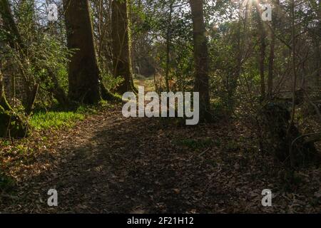 En regardant dans les bois de Perceton avec des forêts écossaises denses, les arbres arrachés en hiver mousses couvertes de billes et de racines d'arbres. Banque D'Images