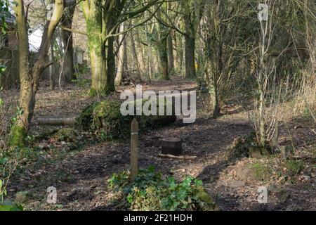 En regardant dans les bois de Perceton avec des forêts écossaises denses, les arbres arrachés en hiver mousses couvertes de billes et de racines d'arbres. Banque D'Images