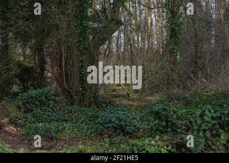 Vue sur les bois de Perceton et une ancienne porte en bois avec des forêts écossaises denses, arbres d'hiver arrachés de mousse couverts de billes et de racines d'arbres. Banque D'Images