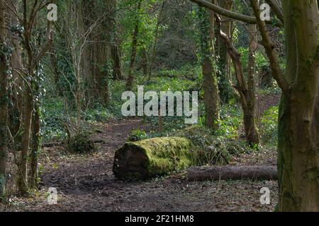 En regardant dans les bois de Perceton avec des forêts écossaises denses, les arbres arrachés en hiver mousses couvertes de billes et de racines d'arbres. Banque D'Images