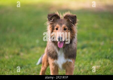 Portrait adorable du jeune chiot shetland collie chien debout et plein de vert nature parc extérieur Banque D'Images