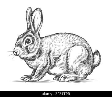 Illustration De Lapin Dessin Gravure Dessin Au Trait Realiste Image Vectorielle Stock Alamy