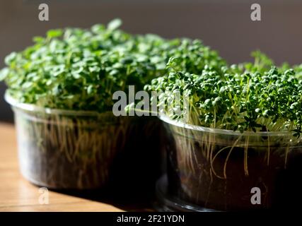 Récipients en plastique avec arugula et cresson. La croissance des micro-verts à la maison est devenue populaire parmi les habitants de la ville. Les récipients en plastique pour les aliments sont Banque D'Images