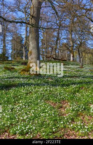 Fleur d'anémone de bois sur un pré au printemps Banque D'Images