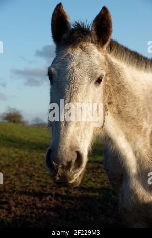 Portrait d'un cheval blanc dans un champ Banque D'Images