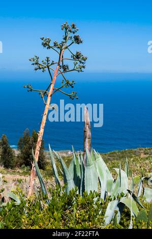 Fleur surdimensionnée d'une plante agave sur une étendue de Côte sur l'île de Ténérife Banque D'Images