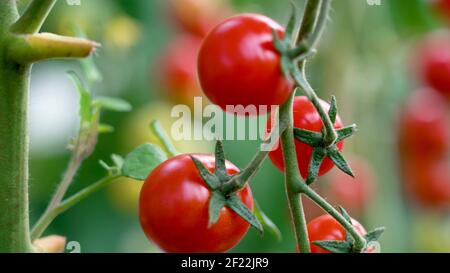 Petites tomates rouges sur une branche dans une serre. Tomates, tomates cerises dans le jardin, légumes sains, Agriculture Banque D'Images