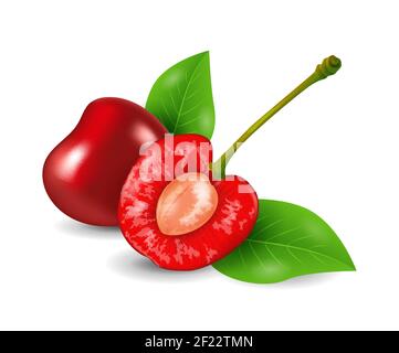 Cerise - collection de fruits exotiques, illustration vectorielle réaliste Illustration de Vecteur